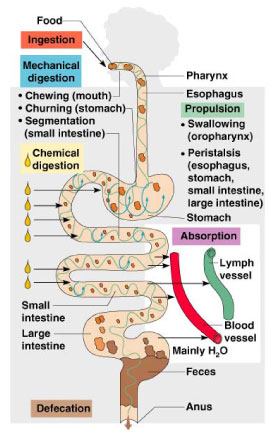 digestive processes urinary system